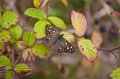 Knockatallon butterfly